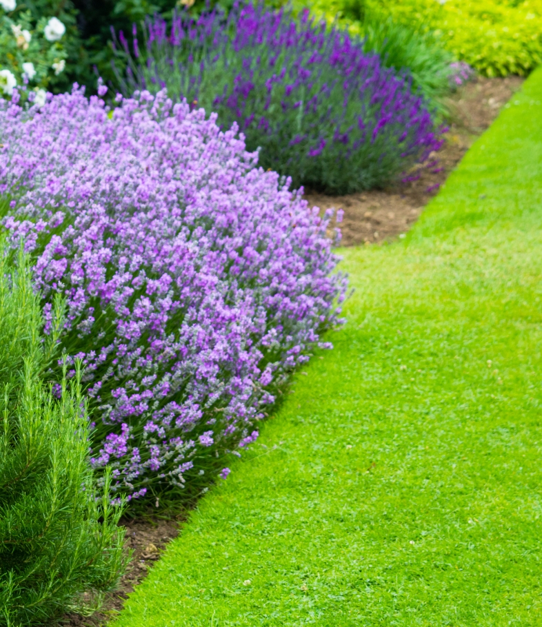 Neat grass and Lavender plants.